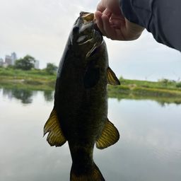 スモールマウスバス