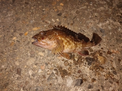 カサゴの釣果