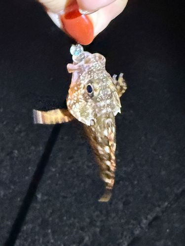 ガシラの釣果