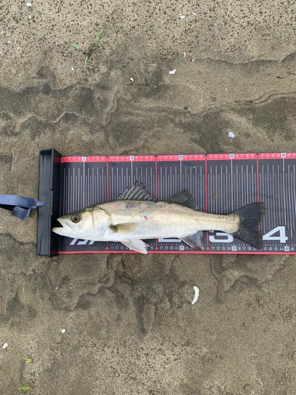 Daiwa 21 Labrax AGS 90L – JDM TACKLE HEAVEN