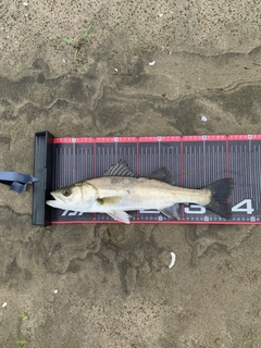 フッコ(マルスズキ)の釣果