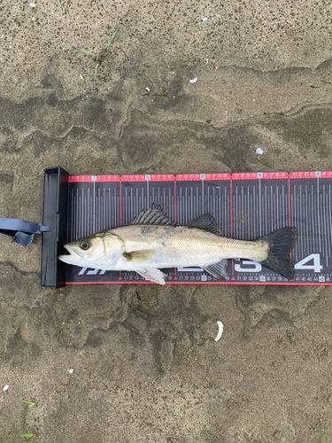 フッコ（マルスズキ）の釣果