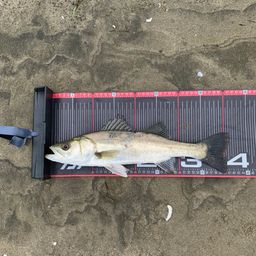 フッコ（マルスズキ）