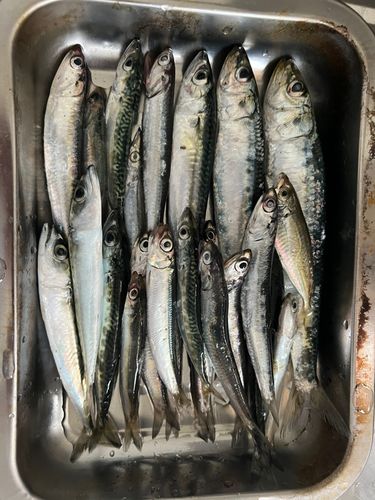 イワシの釣果