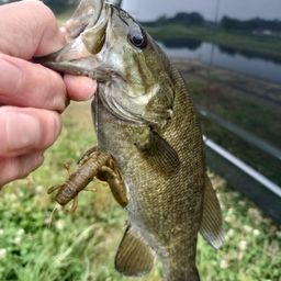 スモールマウスバス