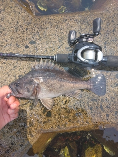 クロソイの釣果