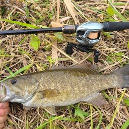 スモールマウスバス