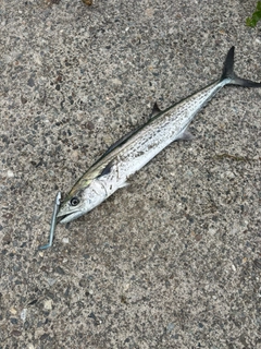 サゴシの釣果