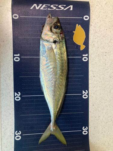 アジ