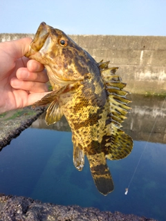 タケノコメバルの釣果