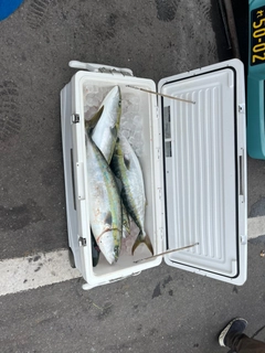 ワラサの釣果