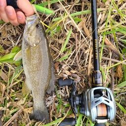 スモールマウスバス