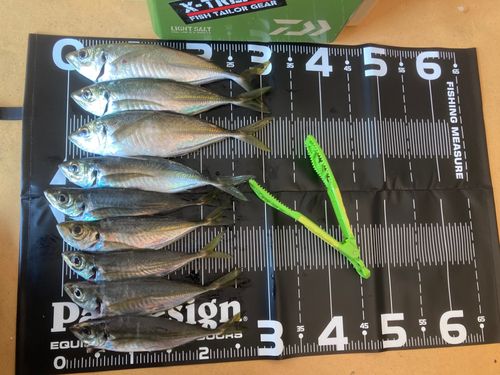 アジの釣果