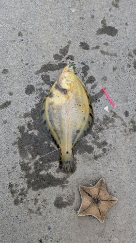 マツカワの釣果