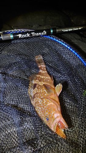 キジハタの釣果