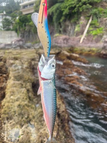サバの釣果