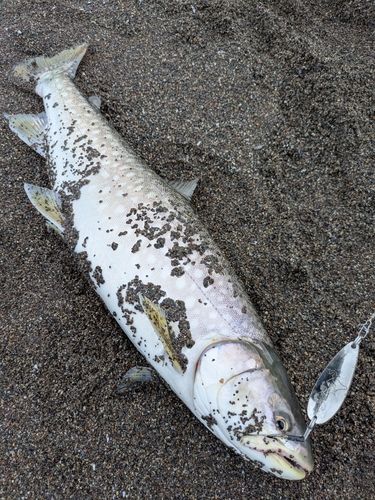 アメマスの釣果