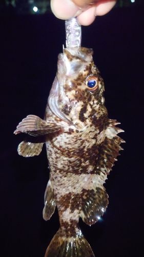 タケノコメバルの釣果