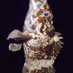 タケノコメバル