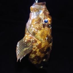 カサゴ