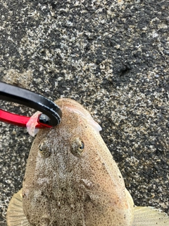 マゴチの釣果