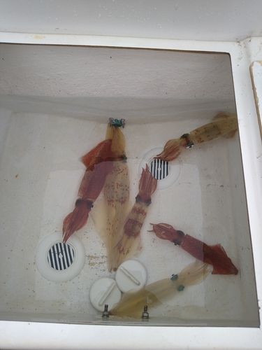 ケンサキイカの釣果