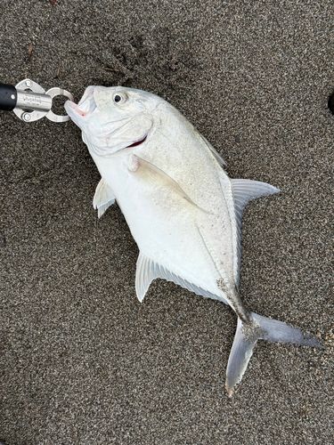 メッキの釣果