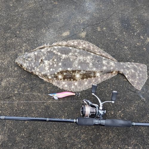 ヒラメの釣果