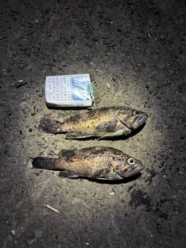 クロソイの釣果