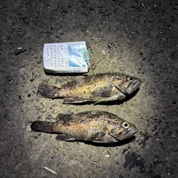 クロソイ