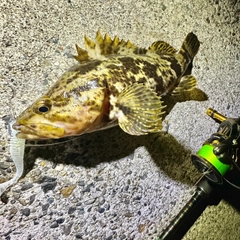 タケノコメバルの釣果