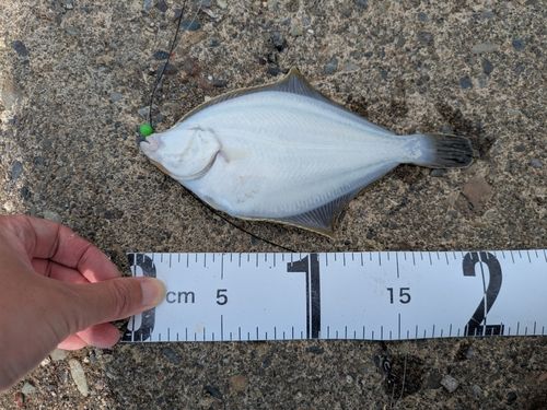 イシガレイの釣果