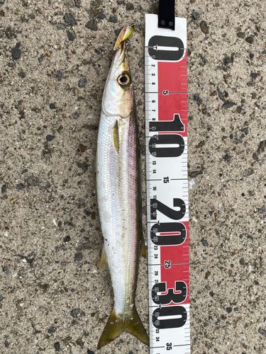 アカカマスの釣果