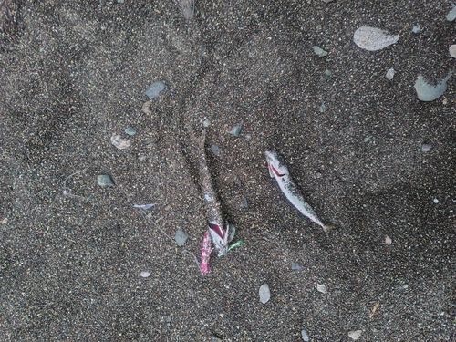 釣果