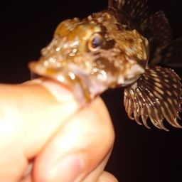 カサゴ