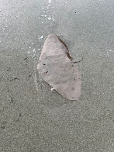 ツバクロエイの釣果