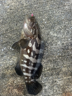 クエの釣果
