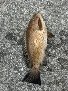 オオモンハタの釣果