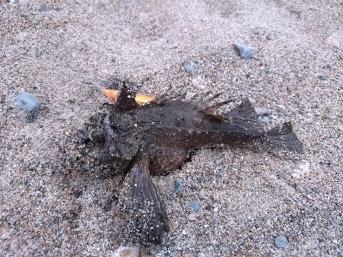 オニオコゼの釣果