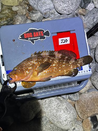 キジハタの釣果