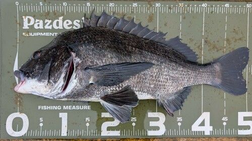 クロダイの釣果