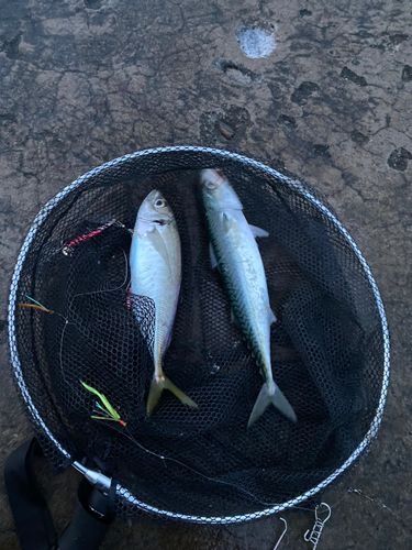 サバの釣果