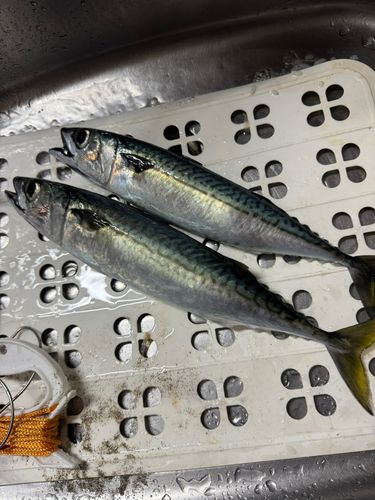 サバの釣果