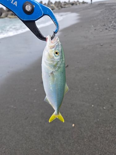 ワカシの釣果