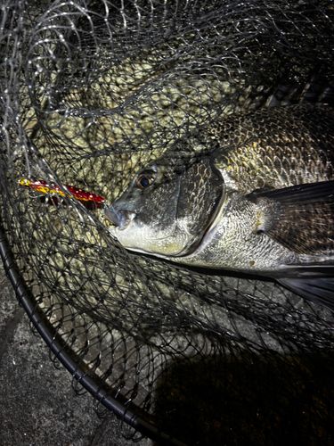 クロダイの釣果