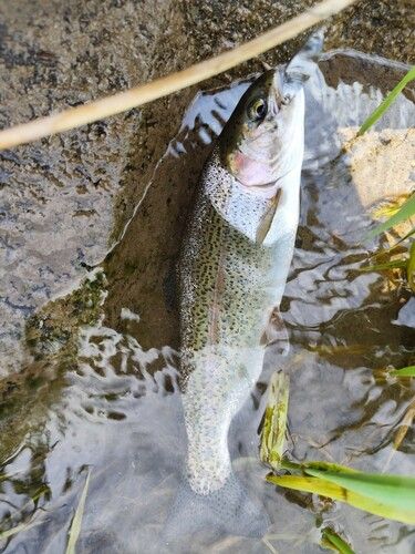 ニジマスの釣果