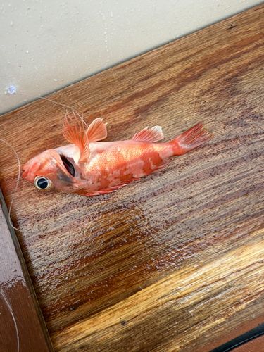 ユメカサゴの釣果