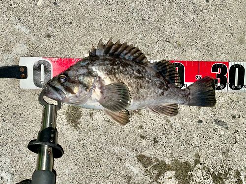 クロソイの釣果