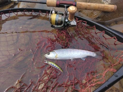 ヤマメの釣果