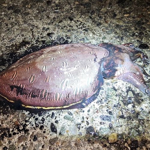 モンゴウイカの釣果